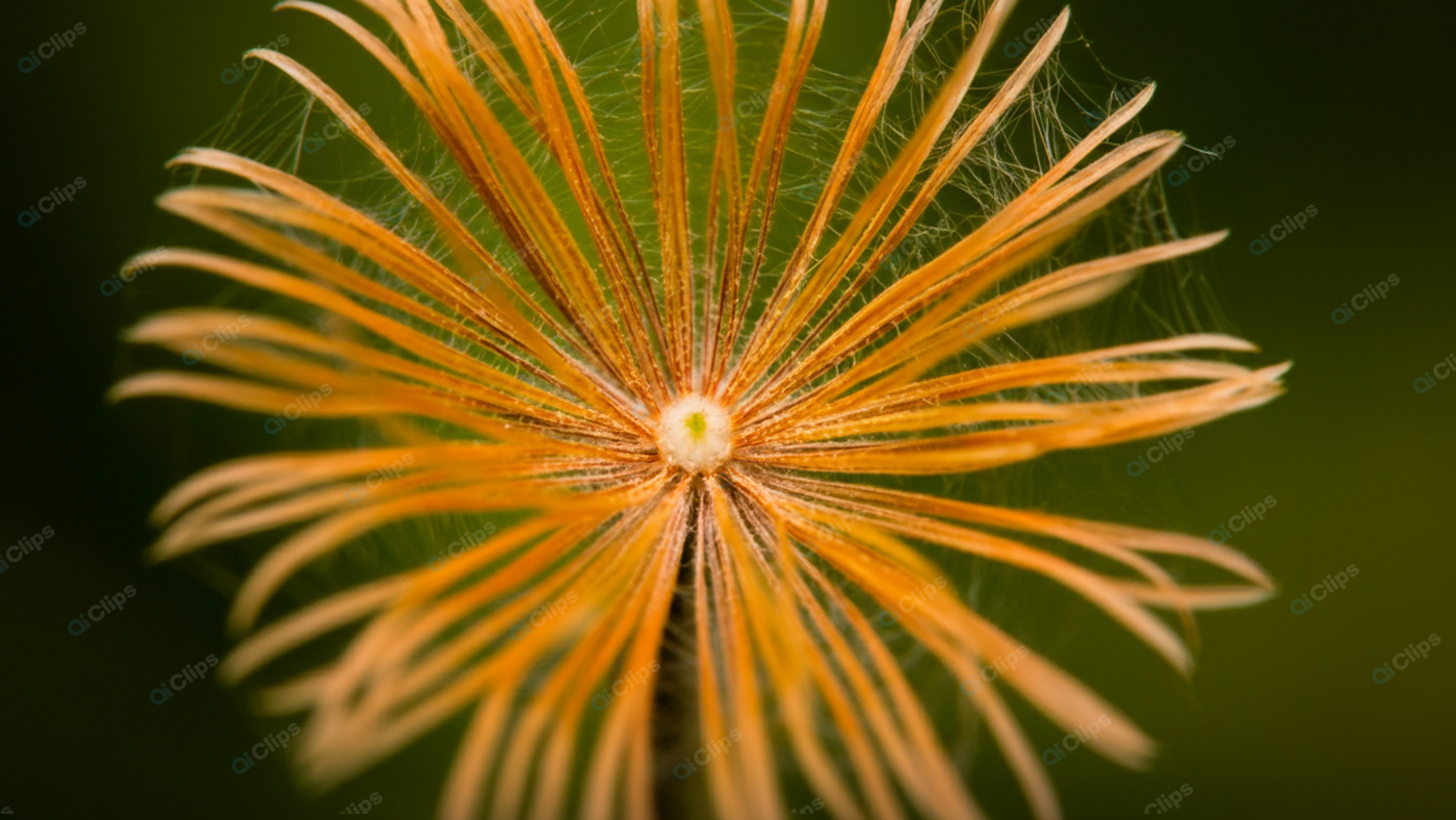 Wispy Orange Flower Close-Up with Green Background