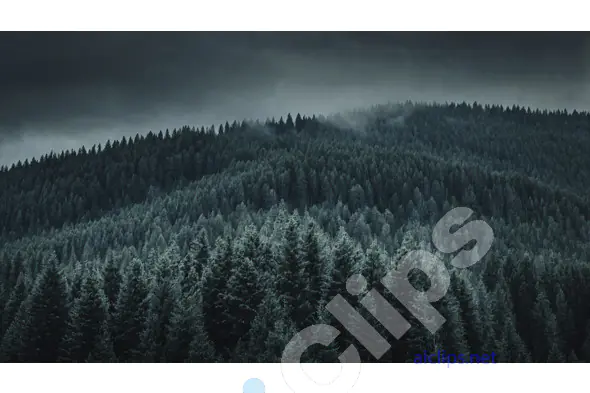 Misty Pine Forest Hills