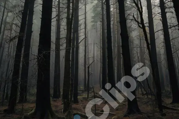 Misty Forest