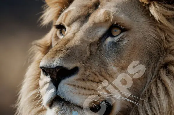 Close-Up of a Lion's Face