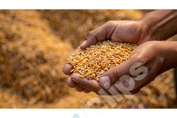 Hands Holding Rice Grains