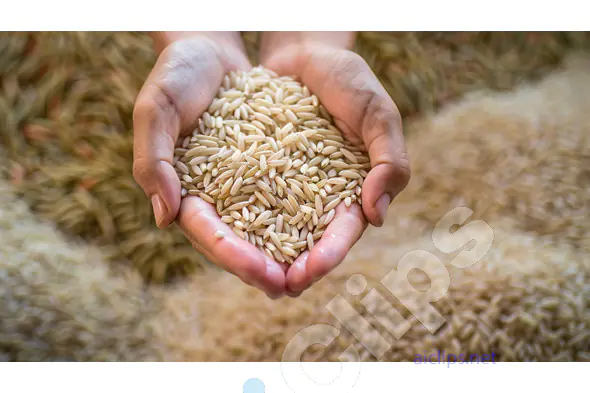 Hands Holding Raw Rice