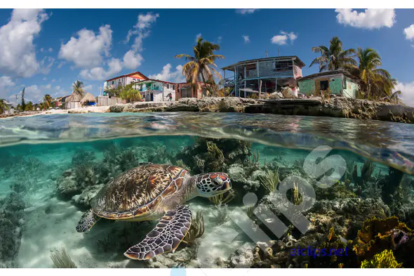 Sea Turtle Under Coastal Village