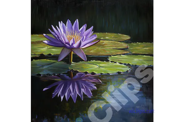 Purple Water Lily on Calm Pond