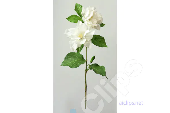 White Magnolia Flowers